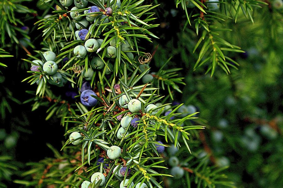 juniper-512877_1280