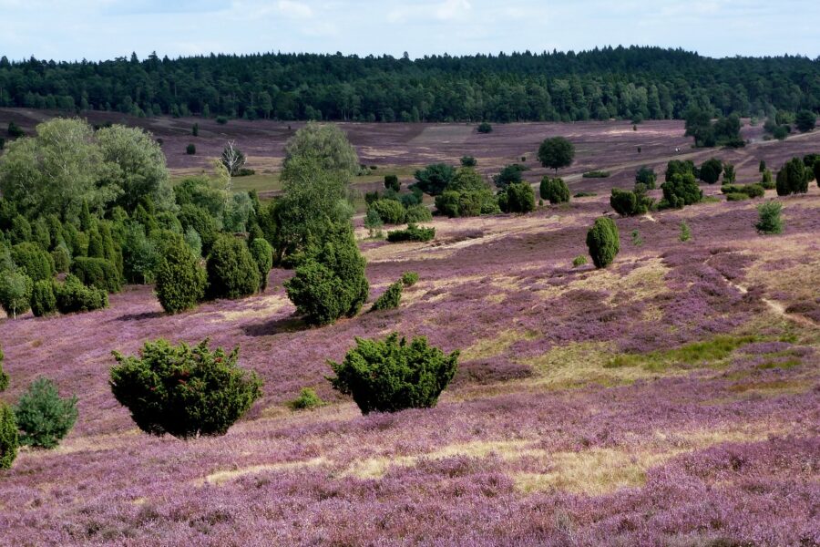 luneburg-heath-346163_1280